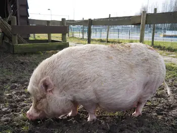 Lens Polder Petting zoo in Newport (Belgium)